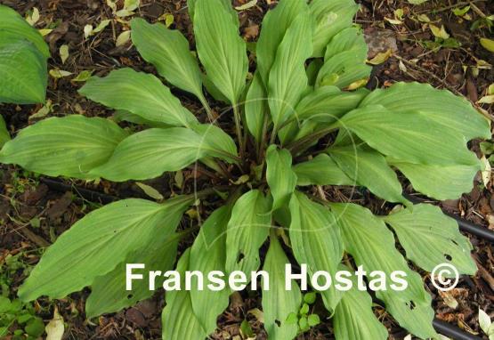 Hosta Totally Twisted